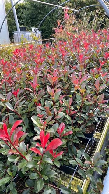 Photinia ‘carre rouge’ glansmispel’ 50/60 hoog beschikbaar voor biedingen