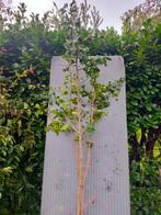 Gingko biloba (Japanse notenboom) meerstam, Overige soorten, Lente, 100 tot 250 cm, Ophalen