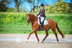 Samshield wedstrijdjas Victorine Aubergine, Dieren en Toebehoren, Paardrijkleding, Ophalen of Verzenden, Zo goed als nieuw, Dressuur