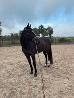 Leuke E pony te koop 🐴(recreatie/manege), Dieren en Toebehoren, Merrie, E pony (1.48m - 1.57m), Ontwormd, 7 tot 10 jaar