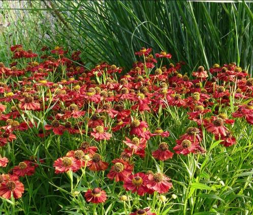 Helenium 'Rubinzwerg' - Zonnekruid in P9, Tuin en Terras, Planten | Tuinplanten, Vaste plant, Overige soorten, Volle zon, Zomer