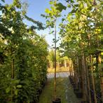 Tulpenboom | Liriodendron tulipifera | 3 voor 150 euro, Tuin en Terras, Planten | Bomen, Ophalen, In pot, Volle zon, Overige soorten