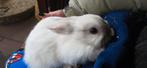 Baby konijnen, Dieren en Toebehoren, Meerdere dieren, Klein, 0 tot 2 jaar