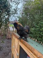 2 zijdehoen hanen, Mannelijk, Kip