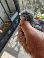 Jonge Catharina parkieten, Parkiet., Dieren en Toebehoren, Meerdere dieren, Parkiet