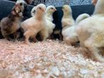 Raszuiver witte & Wit gepareld zwart BRAHMA, Dieren en Toebehoren, Meerdere dieren, Kip