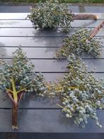 Dadeltakken - Decoratie, Huis en Inrichting, Ophalen of Verzenden, Gebruikt