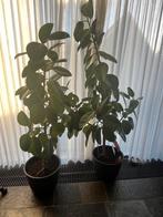 Ficus kamerplanten in pot, Ophalen, Ficus, Volledige schaduw, 100 tot 150 cm