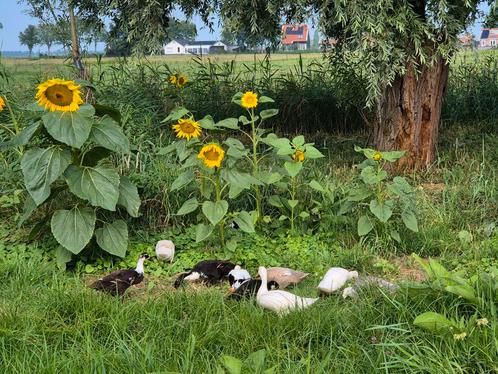 4 raszuivere indische loopeenden / flesseneenden van 27mei, Dieren en Toebehoren, Pluimvee, Eend, Meerdere dieren