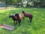 Zwartbles rammen, NZS stamboek, Dieren en Toebehoren, Schapen, Geiten en Varkens, Mannelijk, Schaap, 0 tot 2 jaar