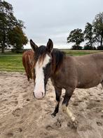 Nog maar 2 criollo ruinen over, Dieren en Toebehoren, Paarden, Minder dan 160 cm, Gechipt, Niet van toepassing, 0 tot 2 jaar