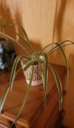 Kamerplant, Ophalen, Halfschaduw, Minder dan 100 cm