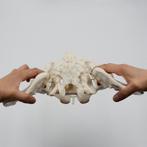 Vrouwelijke Bekken Menselijk Anatomie Model / School Medisch, Ophalen of Verzenden, Nieuw