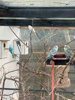 Verschillende gras parkieten, Meerdere dieren