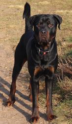 Rottweiler, 6 jaar of ouder, Rabiës (hondsdolheid), Reu, Eén hond