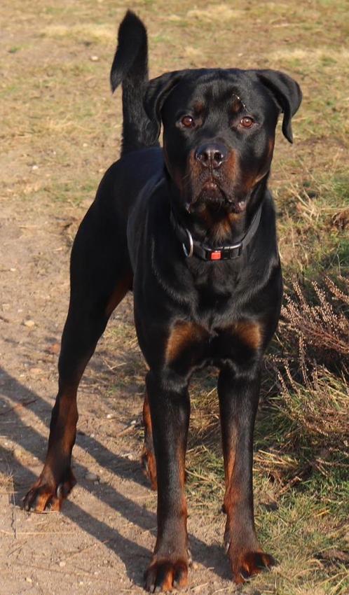 Rottweiler, Dieren en Toebehoren, Honden | Bulldogs, Pinschers en Molossers, Reu, Rottweiler, Particulier, Eén hond, Nederland