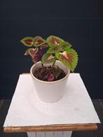 Coleus Plant in Pot, Ophalen