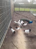 Te koop broedeieren van grote lakenvelder kippen, Dieren en Toebehoren, Pluimvee, Geslacht onbekend, Kip