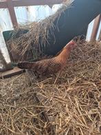 Fries Hoen kip kippen, Dieren en Toebehoren, Meerdere dieren, Kip