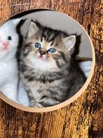 kater Britse korthaar(Ouders Stamboom), Dieren en Toebehoren, Katten en Kittens | Raskatten | Korthaar, Kater, Ingeënt