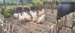Poule de Bresse hennen 4 st. 8 mnd oud, Dieren en Toebehoren, Pluimvee, Vrouwelijk, Kip
