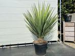 Palmboom - Yucca Faxoniana, Tuin en Terras, Planten | Bomen, In pot, Zomer, Volle zon, Ophalen of Verzenden