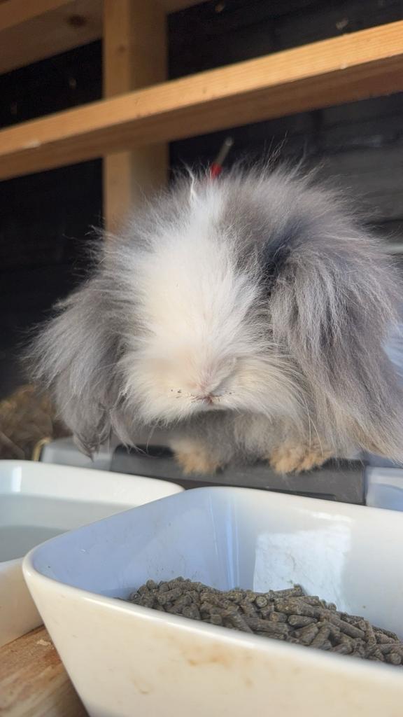 TEDDYWIDDER RAM BESCHIKBAAR. Super tam., Dieren en Toebehoren, Konijnen, Middelgroot, Mannelijk, 0 tot 2 jaar, Hangoor