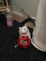 Schattige mooie Britse langhaar X Turkse Angora kittens, Dieren en Toebehoren, Katten en Kittens | Overige Katten, Meerdere dieren