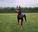 Dobermann   Mechelaar   Duitse-dog   Poedel  Franse-buldog, Verzenden, Nieuw, Kunststof, Dierenbeeld