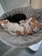 Kittens, Dieren en Toebehoren, Katten en Kittens | Overige Katten, Meerdere dieren