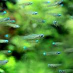 Hobbyaquarium Afrikaans blauwoogje - Lichtoogje, Vis, Zoetwatervis, Schoolvis