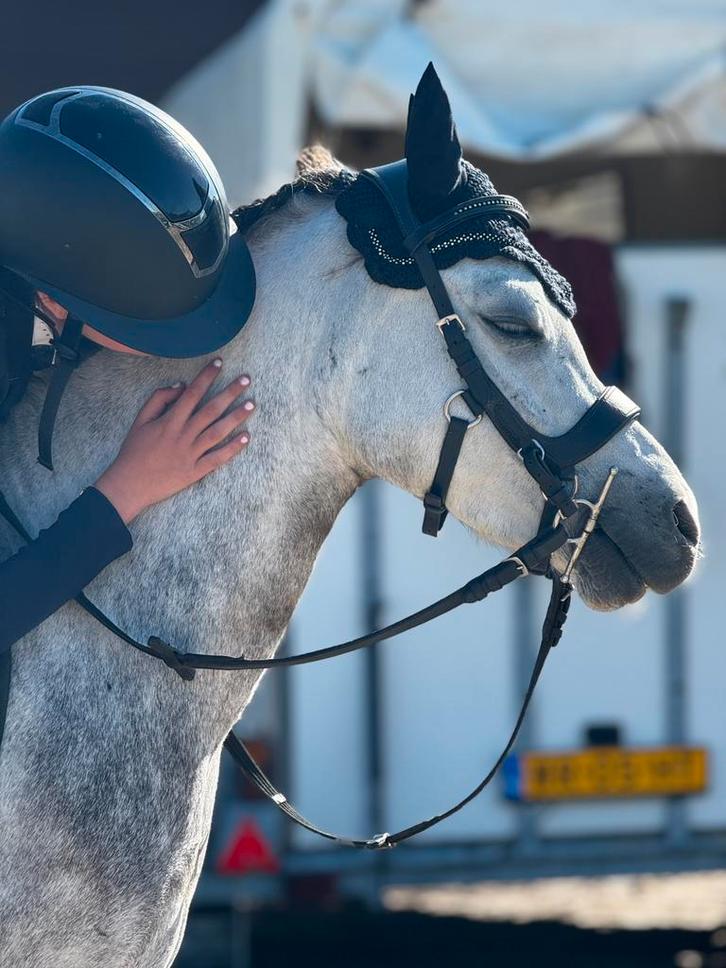 Betrouwbare beginnerspony’s , sportpony’s & Familiepony’s, Dieren en Toebehoren, Pony's, Ruin, B, B pony (1.17m tot 1.27m), Recreatiepony