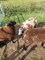 Schapen, Dieren en Toebehoren, Mannelijk, Schaap