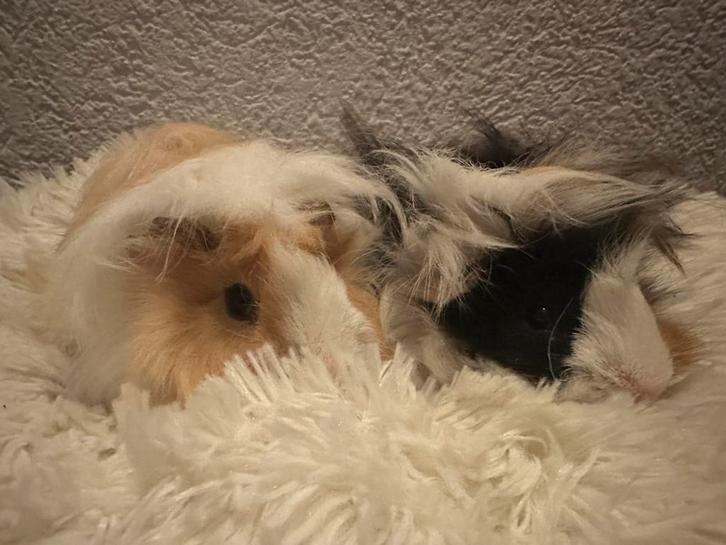 Ferplast kooi met 2 jonge langharige cavia beertjes, Dieren en Toebehoren, Knaagdieren en Konijnen | Hokken en Kooien, Zo goed als nieuw