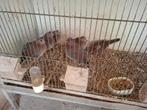 Koppel senegaal duiven, Dieren en Toebehoren, Vogels | Duiven, Meerdere dieren