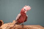 Rosee Kaketoe | Jong en speels | getest, Meerdere dieren, Papegaai, Pratend