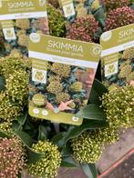 Skimmia (White dwarf, Finchy, Rubella, Marlot) 4 voor €10, Tuin en Terras, Planten | Tuinplanten, Vaste plant, Halfschaduw, Winter
