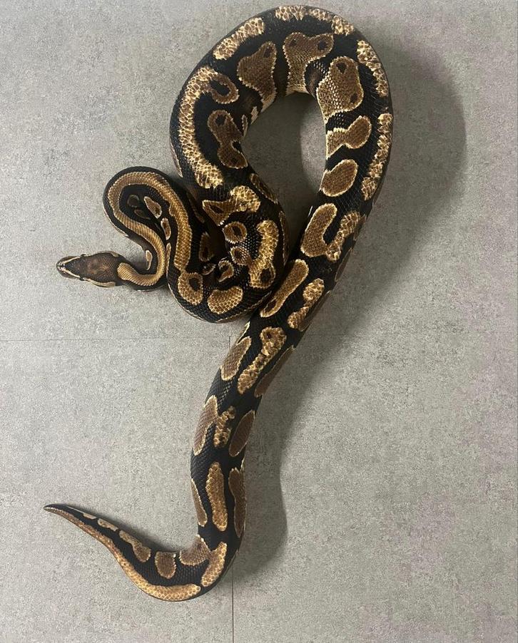 1.0 superstripe koningspython ballpython konings python