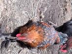 Marans hanen 2x, Dieren en Toebehoren, Pluimvee, Mannelijk, Kip