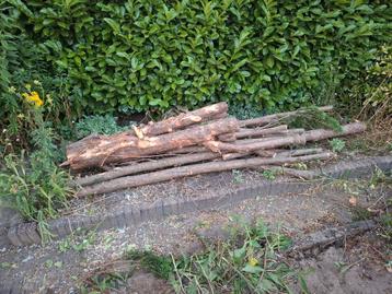 Taxus draaihout diverse diktes beschikbaar voor biedingen