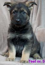 Prachtige Duitse Herder pups uit werklijnen met STAMBOOM., Rabiës (hondsdolheid), 8 tot 15 weken, Meerdere, Meerdere dieren