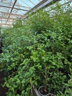 Ligustrum ovafolium,  groenblijvende Liguster, Ophalen, Liguster, Minder dan 100 cm