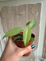 Philodendron Bipennifolium 'Verloren Variegata', Overige soorten, In pot, Minder dan 100 cm, Groene kamerplant
