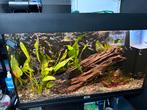 Juwel 125L + Helialux 800 met Regelapparaat, Dieren en Toebehoren, Ophalen, Zo goed als nieuw, Gevuld zoetwateraquarium