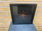 Opgezette spin in een 3d lijst, Ophalen of Verzenden, Insect, Opgezet dier