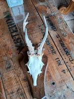 Reegewei  mooi echt geweitje, Ophalen of Verzenden, Beeldje of Figuurtje