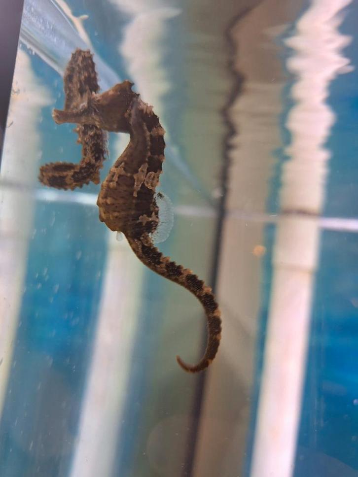 Nakweek Zeepaardjes 8/9CM Hippocampus erectus, Dieren en Toebehoren, Vissen | Aquariumvissen, Vis