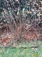 Biologische zwarte bessen struik, Volle zon, Vaste plant, Ophalen of Verzenden, Fruitplanten