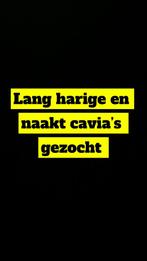 Cavias gezocht lang harige en naakt, Dieren en Toebehoren, Knaagdieren, Meerdere dieren, Cavia, Na 1 juli 2024