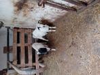 Dek bokken te huur, Dieren en Toebehoren, Schapen, Geiten en Varkens, Mannelijk, Geit, 3 tot 5 jaar